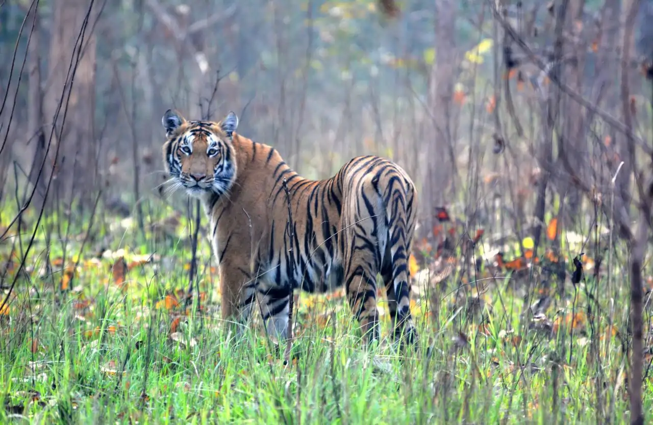 Pilibhit Tiger Reserve Chuka Beach