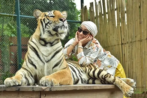 Thailand Tiger Kingdom