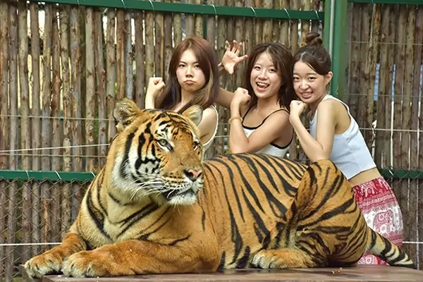 Thailand Tiger Kingdom