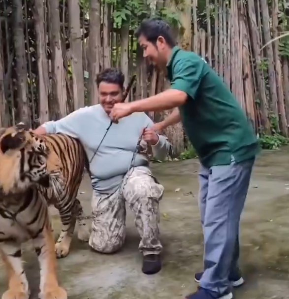 बाघ के साथ सेल्फी लेते हमला