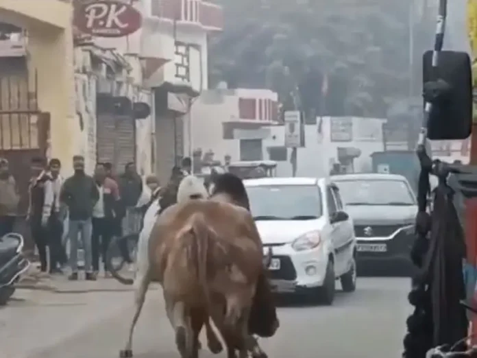 बरेली : सड़क पर दो सांड़ों की हुई भयंकर लड़ाई, लोगों ने भागकर बचाई जान