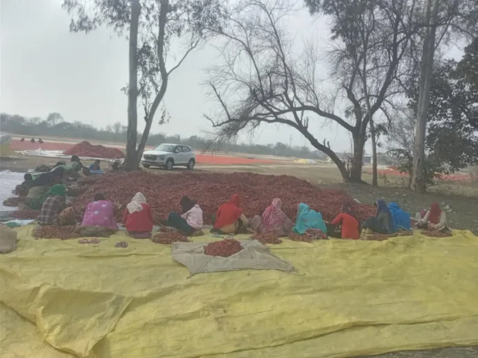 मीलों में फैले रबड़ फैक्ट्री फील्ड को ही बना डाला लाल मिर्च का डंपिंग ग्राउंड