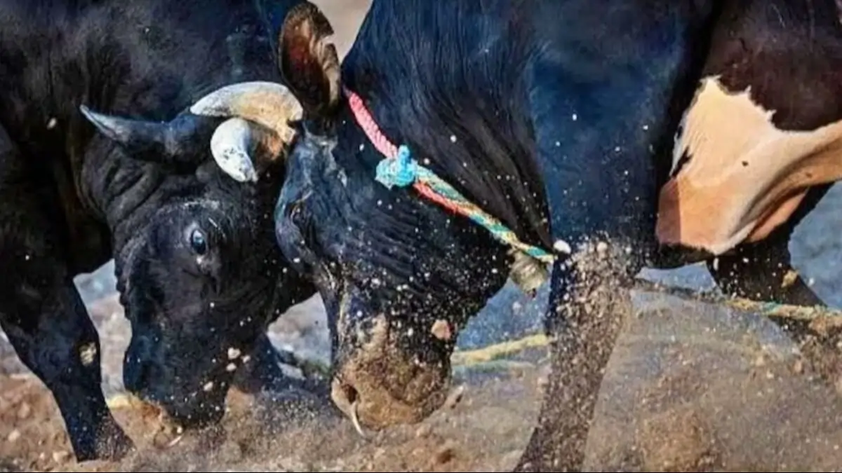 Bareilly : फसल काटने गए किसान को सांड ने पटक-पटक कर मार डाला