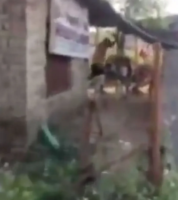 In Bareilly, the nursery owner gave Taliban punishment to the child for plucking flowers