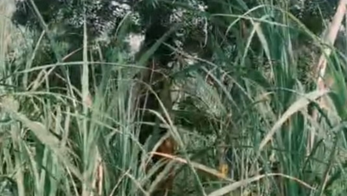 फरीदपुर क्षेत्र में खेत के पेड़ से लटके मिले युवक और किशोरी के शव, मौके पर जुटी पुलिस