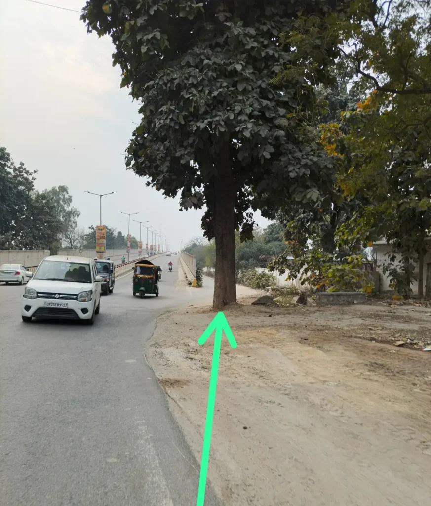 मौत का पेड़